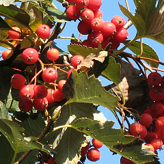 Рябина гибридная "Гибси" (Gibbsii)